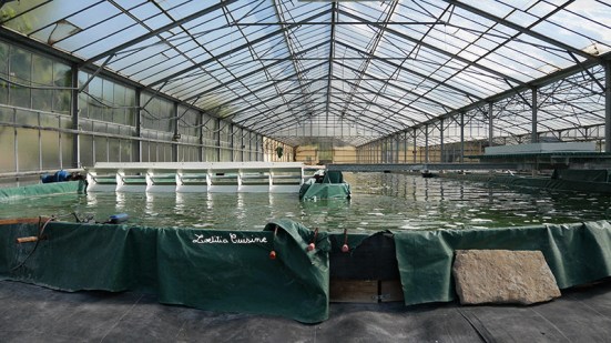 Un bassin de culture de spiruline